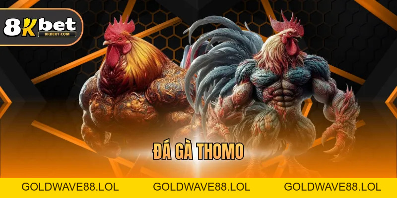 Đá Gà Thomo – Hình Thức Giải Trí  Hấp Dẫn Nhất 2026