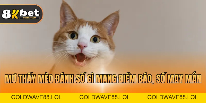 Mơ Thấy Mèo Đánh Số Gì – Ý Nghĩa Và Ký Hiệu Chi Tiết