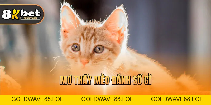 Mơ Thấy Mèo Đánh Số Gì – Ý Nghĩa Và Ký Hiệu Chi Tiết
